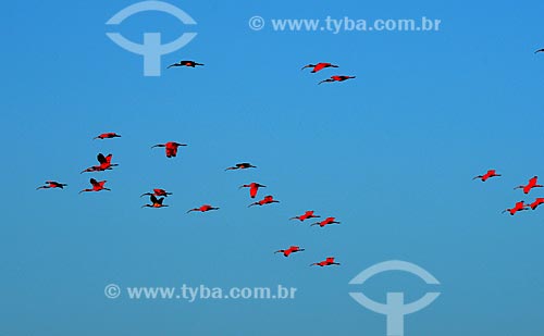  Assunto: Guarás-vermelhos (Eudocimus ruber) voando no Parque Nacional de Jericoacoara / Local: Barreirinhas - Maranhão (MA) - Brasil / Data: 10/2012 