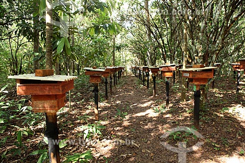  Assunto: Criação de Abelhas Indígenas (sem ferrão) para fabriação de mel / Local: Alta Floresta - Mato Grosso (MT) - Brasil / Data: 05/2012 