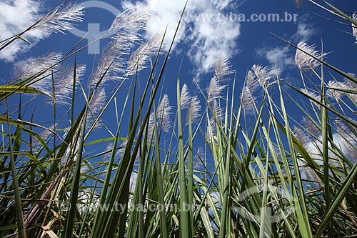  Assunto: Plantação de cana-de-açúcar florida / Local: Alta Floresta - Mato Grosso (MT) - Brasil / Data: 05/2012 