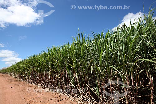  Assunto: Plantação de cana-de-açúcar / Local: Alta Floresta - Mato Grosso (MT) - Brasil / Data: 05/2012 