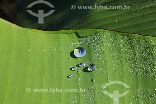  Assunto: Gota de água em folha de bananeira / Local: Alta Floresta - Mato Grosso (MT) - Brasil / Data: 05/2012 
