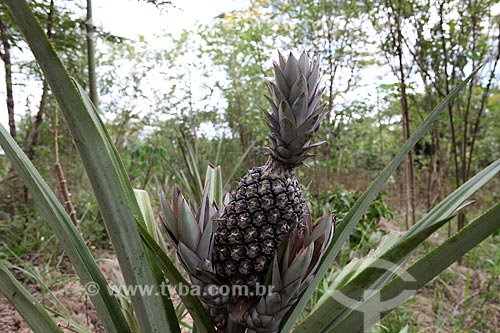  Assunto: Plantação de Abacaxi / Local: Alta Floresta - Mato Grosso (MT) - Brasil / Data: 05/2012 