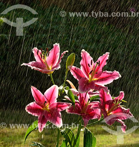  Assunto: Lírios rosa em um dia de chuva na primavera / Local: Dubai - Emirados Árabes Unidos - Ásia / Data: 09/2011 