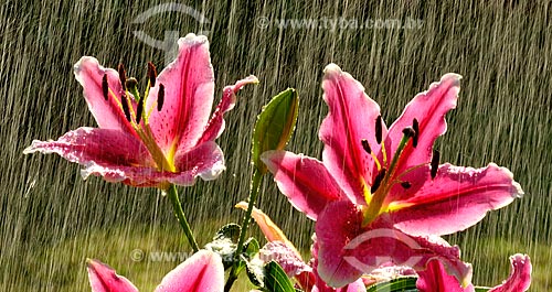  Assunto: Lírios rosa em um dia de chuva na primavera / Local: Dubai - Emirados Árabes Unidos - Ásia / Data: 09/2011 