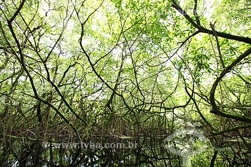  Assunto: Manguezal na Reserva Biológica Lago Piratuba / Local: Amapá (AP) - Brasil / Data: 05/2012 