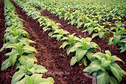  Assunto: Detalhe de plantação de tabaco / Local: Santa Cruz do Sul -  Rio Grande do Sul (RS) - Brasil / Data: 06/2011 