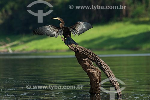 Biguatinga (Anhinga anhinga) - também conhecido como carará, anhinga, meuá, muiá ou mergulhão-serpente - em um tronco no Lago Mamirauá  - Tefé - Amazonas (AM) - Brasil