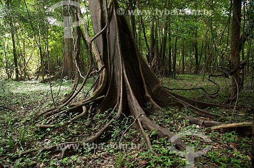  Assunto: Tronco de árvore na Reserva de Desenvolvimento Sustentável Mamirauá / Local: Amazonas (AM) - Brasil / Data: 10/2007 