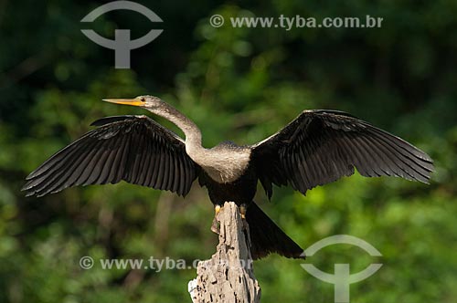  Biguatinga (Anhinga anhinga) - também conhecido como carará, anhinga, meuá, muiá ou mergulhão-serpente - em um tronco no Lago Mamirauá  - Tefé - Amazonas (AM) - Brasil