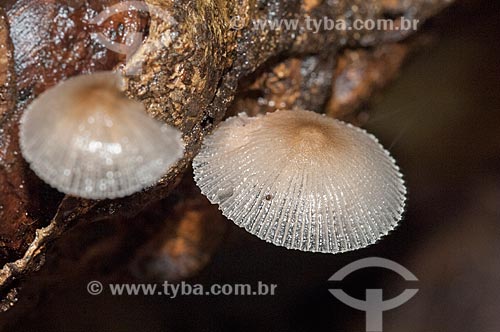  Assunto: Cogumelos em um tronco / Local: Amazonas (AM) - Brasil / Data: 10/2007 