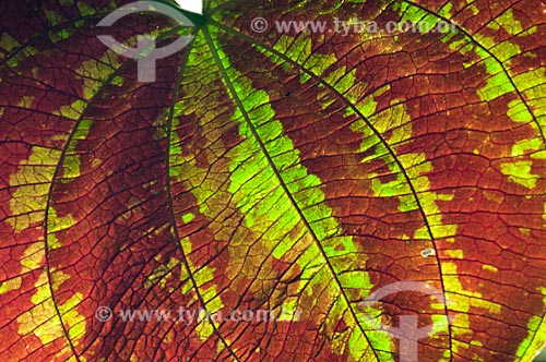  Assunto: Folha de uma planta da amazônia / Local: Amazonas (AM) - Brasil / Data: 10/2007 