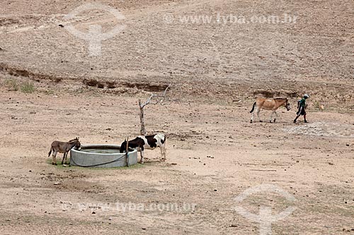  Assunto: Animais bebendo água em um reservatório de água no período da seca no Sítio Pesqueira Velha / Local: Próximo à Arcoverde - Pernambuco (PE) - Brasil / Data: 01/2013 