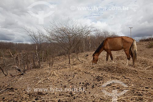 Assunto: Cavalo pastando no Açude Velho - em período de seca / Local: São José do Egito - Pernambuco (PE) - Brasil / Data: 01/2013 