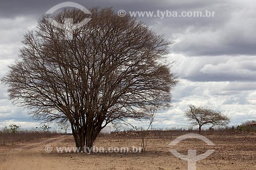  Assunto: Árvore Algaroba (Prosopis juliflora) próximo ao Açude Novo em período de seca / Local: São José do Egito - Pernambuco (PE) - Brasil / Data: 01/2013 