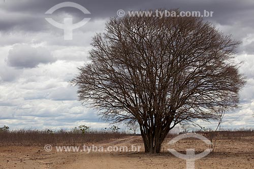  Assunto: Árvore Algaroba (Prosopis juliflora) próximo ao Açude Novo em período de seca / Local: São José do Egito - Pernambuco (PE) - Brasil / Data: 01/2013 