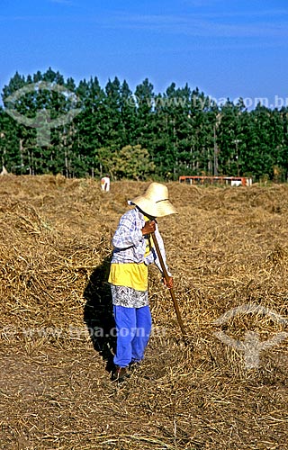  Assunto: Mulher boia-fria em zona rural de Ribeirão Preto / Local: Ribeirão Preto - São Paulo (SP) - Brasil / Data: 2000 