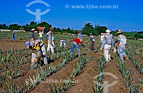  Assunto: Trabalhadores em plantação de abacaxi / Local: São Francisco de Itabapoana - Rio de Janeiro (RJ) - Brasil / Data: 2002 