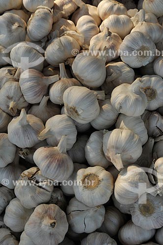  Assunto: Cabeças de alho (Allium sativum) / Local: Ponta Porã - Mato Grosso do Sul (MS) - Brasil / Data: 11/2012 