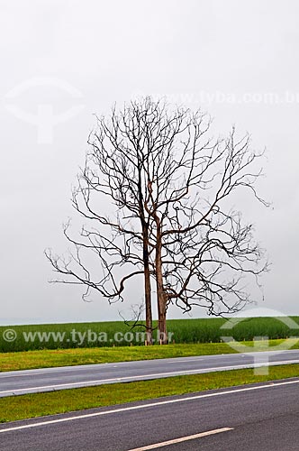  Assunto: Árvore seca à margem da Rodovia Cândido Portinari (SP-334) no trecho entre Batatais e Franca / Local: Batatais - São Paulo (SP) - Brasil / Data: 12/2012 