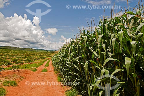  Assunto: Plantação de milho às margens da Rodovia Vital Brazil / Local: Próximo à Baependi - Minas Gerais (MG) - Brasil / Data: 01/2013 