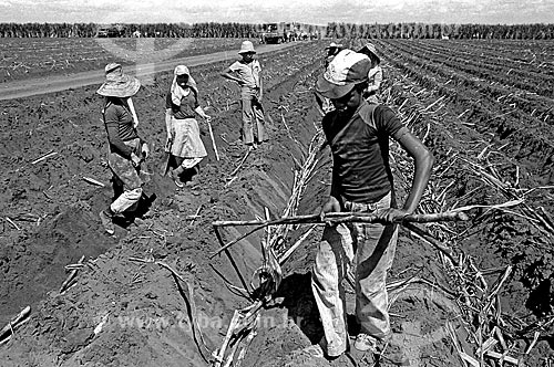  Assunto: Crianças cortando cana-de-açúcar no interior de São Paulo / Local: Sertãozinho - São Paulo (SP) - Brasil / Data: 1980 