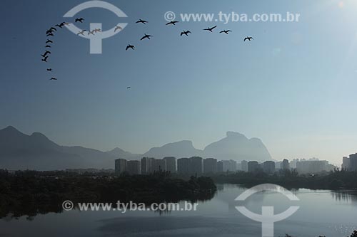  Assunto: Gaivotas voando na Lagoa de Marapendi com prédios e Pedra da Gávea ao fundo / Local: Barra da Tijuca - Rio de Janeiro (RJ) - Brasil / Data: 01/2013 