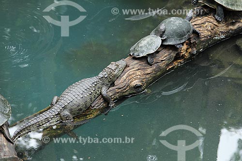  Assunto: Jacaré-do-pantanal (caiman crocodilus yacare) e Tartarugas-da-Amazônia (Podocnemis expansa) em um tronco no Jardim Zoológico do Rio de Janeiro / Local: Rio de Janeiro (RJ) - Brasil / Data: 01/2013 