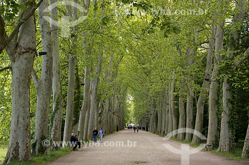  Assunto: Alameda de árvores no Château de Chenonceau (Castelo de Chenonceau) - também conhecido como Castelo das Sete Damas / Local: Indre-et-Loire - França - Europa / Data: 06/2012 