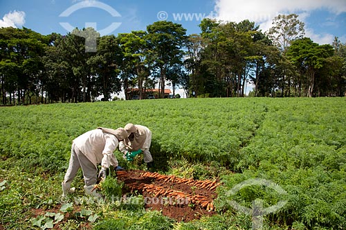  Assunto: Trabalhadores rurais colhendo de cenouras em Estação de Pesquisa e Melhoramento Genético / Local: Carandaí - Minas Gerais (MG) - Brasil / Data: 03/2012 