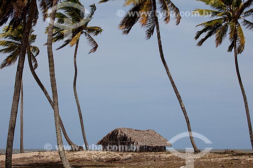  Assunto: Coqueiros e casa de sapê na Praia do Costinha / Local: Lucena - Paraíba (PB) - Brasil / Data: 02/2013 