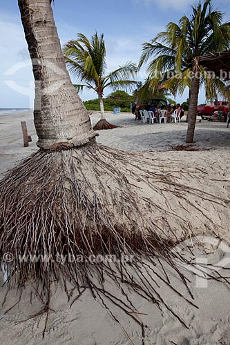  Assunto: Detalhe de raiz de coqueiro na Praia de Costinha / Local: Lucena - Paraíba (PB) - Brasil / Data: 02/2013 