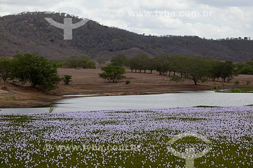  Assunto: Vegetação aquática conhecida como aguapé no Açude da Fazenda Chaves no KM 96 da Rodovia BR-230 / Local: Gurinhém - Paraíba (PB) - Brasil / Data: 02/2013 