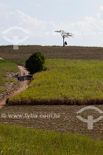  Assunto: Plantação de cana-de-açúcar as margens da Rodovia PE-075 / Local: Goiana - Pernambuco (PE) - Brasil / Data: 02/2013 