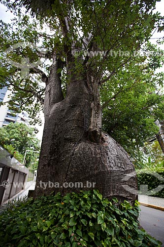  Assunto: Árvore Baobá (Adansonia) / Local: Casa Forte - Recife - Pernambuco (PE) - Brasil / Data: 02/2013 