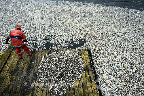  Assunto: Funcionário da Comlurb retirando peixes mortos da Lagoa Rodrigo de Freitas / Local: Rio de Janeiro (RJ) - Brasil / Data: 03/2013 
