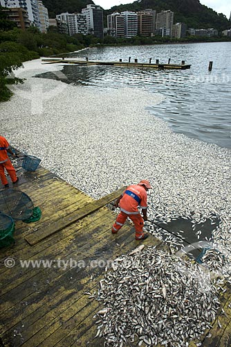  Assunto: Funcionários da Comlurb retirando peixes mortos da Lagoa Rodrigo de Freitas / Local: Rio de Janeiro (RJ) - Brasil / Data: 03/2013 