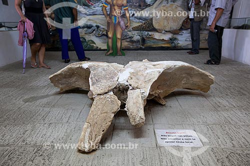  Assunto: Parte superior do crânio de baleia cachalote (Physeter catodon) - também conhecida como cacharréu - em exibição no Museu do Sítio Pedra Lavrada / Local: Ingá - Paraíba (PB) - Brasil / Data: 02/2013 