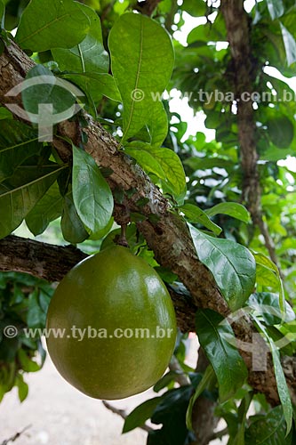  Assunto: Detalhe do fruto do Coité (Crescentia cujete) - também conhecida como Cuieira ou Cabaça / Local: Areia - Paraíba (PB) - Brasil / Data: 02/2013 