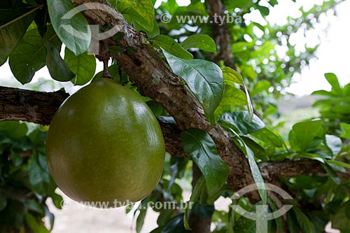  Assunto: Detalhe do fruto do Coité (Crescentia cujete) - também conhecida como Cuieira ou Cabaça / Local: Areia - Paraíba (PB) - Brasil / Data: 02/2013 