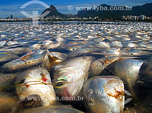  Assunto: Mortandade de peixes na Lagoa Rodrigo de Freitas com o Morro Dois Irmãos e a Pedra da Gávea ao fundo / Local: Lagoa - Rio de Janeiro (RJ) - Brasil / Data: 03/2013 