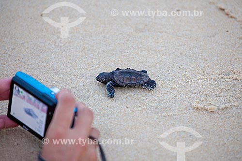  Turista fotografando filhote de Tartaruga-de-Pente (Eretmochelys imbricata) -desova controlada pelo Projeto Tamar  - Tibau do Sul - Rio Grande do Norte - Brasil