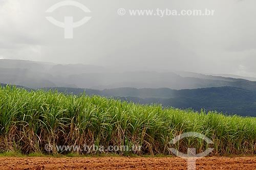  Assunto: Plantação de Cana-de-Açúçar para produção de álcool / Local: Delfinópolis - Minas Gerais (MG) - Brasil / Data: 03/2013 