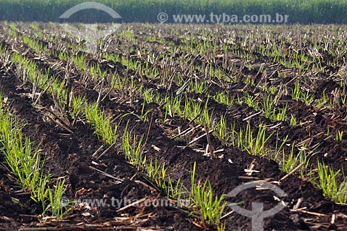  Assunto: Plantação de cana-de-açúcar / Local: Guaíra - São Paulo (SP) - Brasil / Data: 03/2013 