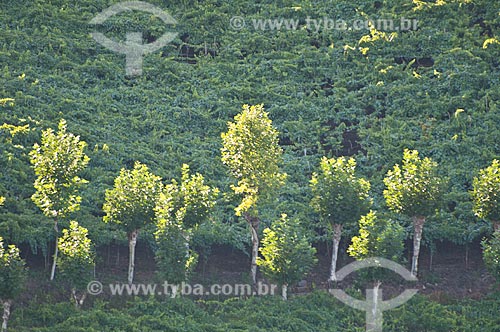  Assunto: Plantação de uvas para a produção de vinhos / Local: Bento Gonçalves - Rio Grande do Sul (RS) - Brasil / Data: 12/2012 