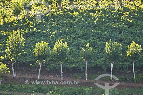  Assunto: Plantação de uvas para a produção de vinhos / Local: Bento Gonçalves - Rio Grande do Sul (RS) - Brasil / Data: 12/2012 