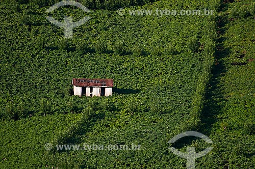  Assunto: Casa em meio à plantação de uvas para a produção de vinhos / Local: Bento Gonçalves - Rio Grande do Sul (RS) - Brasil / Data: 12/2012 