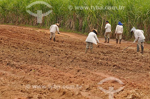  Assunto: Trabalhador Rural arando a terra para o plantio de cana-de-açúcar / Local: Delfinópolis - Minas Gerais (MG) - Brasil / Data: 03/2013 