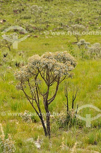  Assunto: Vegetação típica do cerrado na Serra da Canastra / Local: Delfinópolis - Minas Gerais (MG) - Brasil / Data: 03/2013 
