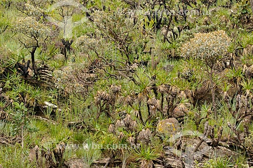  Assunto: Vegetação típica do cerrado na Serra da Canastra / Local: Delfinópolis - Minas Gerais (MG) - Brasil / Data: 03/2013 