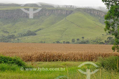  Assunto: Plantação de milho em uma propriedade rural no entorno da Serra da Canastra / Local: São João Batista do Glória - Minas Gerais (MG) - Brasil / Data: 03/2013 